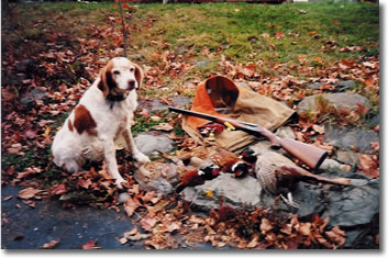 Hunting Dogs