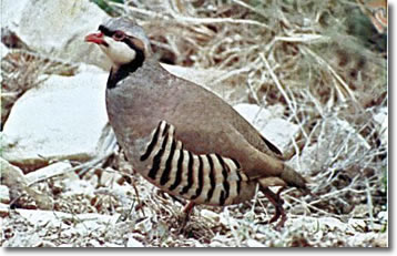 Chukar