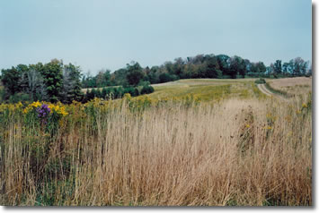 Rolling Meadows