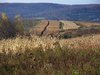 A Fall view of switchgrass and corn fields