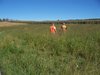 A lot of prime pheasant habitat