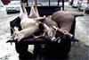 Deer Season